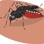 チャタテムシ、ヒトスジマイカ、ゴキブリ、カメムシを秋に退治する方法