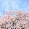 函館五稜郭公園の桜開花予想2016年と駐車場情報