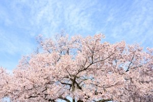 札幌円山公園の桜の２０１６開花予想とアクセス＆駐車場情報