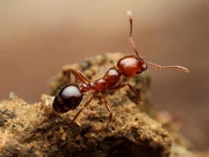 ヒアリと普通のアリの違いは？アリの巣ころりや殺虫剤は使えるの？