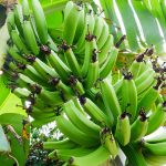 バナナが緑色で輸入される理由・なぜ色が変わる？栄養は変わる？